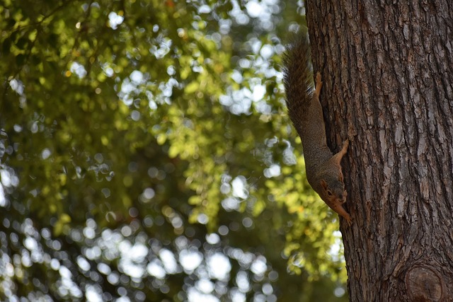 对于志在重 对于志在重
