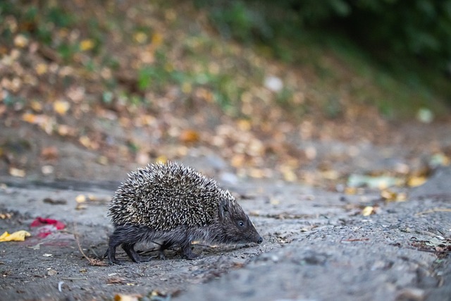 案例在本赛 案例在本赛